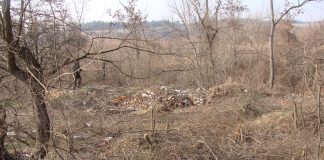 Двама свиленградчани задържани за незаконна сеч Двама свиленградчани задържани за незаконна сеч